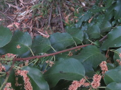 Prunus ilicifolia lyonii