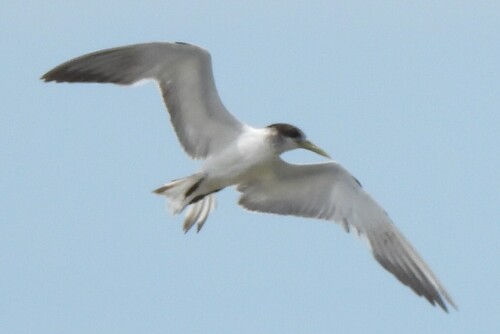 Great Crested Tern