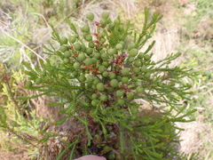 Berzelia intermedia
