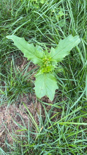 American burnweed