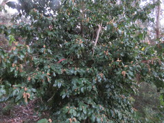 Prunus ilicifolia lyonii