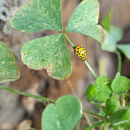 22-spot Ladybird