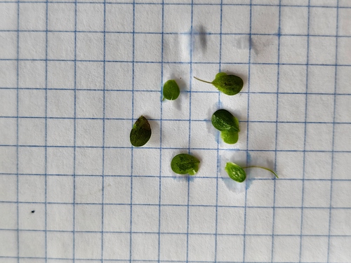 Common Duckweed