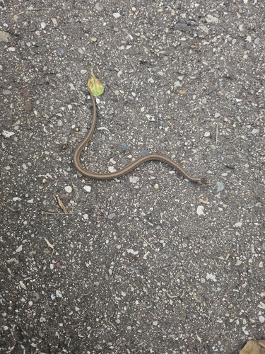 DeKay's Brownsnake