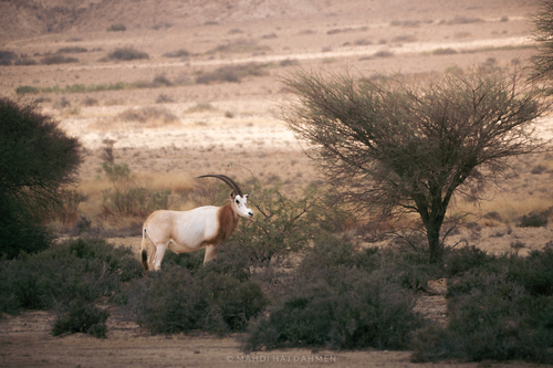 Scimitar-horned Oryx