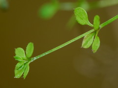 Galium propinquum