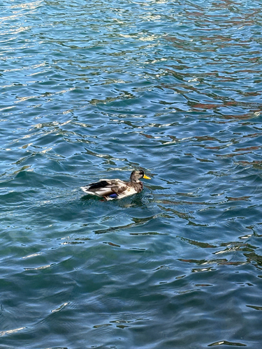 Mallard