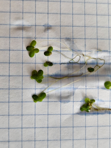 turion duckweed