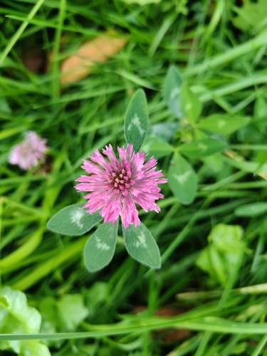Red Clover
