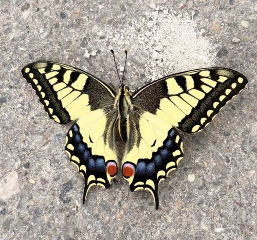 Old World Swallowtail