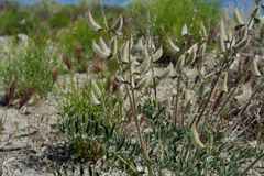 Astragalus minthorniae