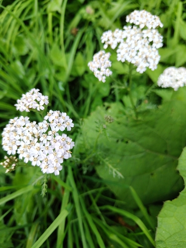 common yarrow