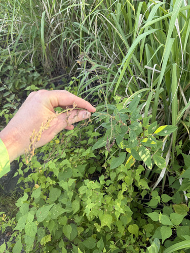 Desmodium tortuosum observed 2026-09-21