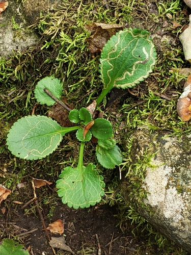Packera obovata, 2026-09-21