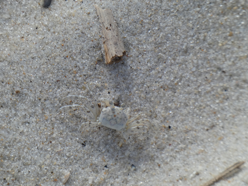 Atlantic Ghost Crab