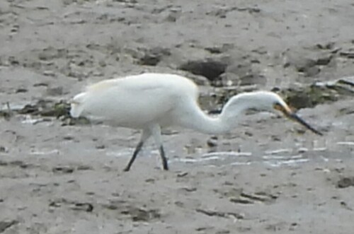 Little Egret