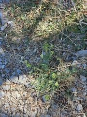 Reseda lutea, photograph author not stated, no rights reserved