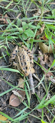 Northern Leopard Frog