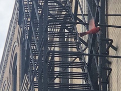 Cardinalis cardinalis