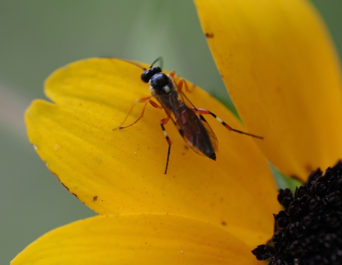 Common Hover Fly Parasitoid Wasp