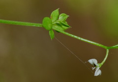 Galium propinquum
