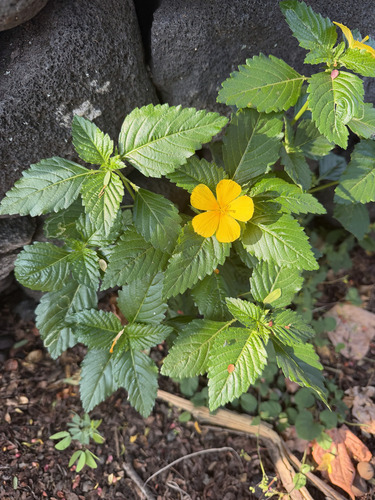 Turnera ulmifolia observed 2026-09-21
