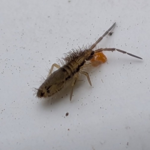 Homidia socia