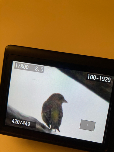 European Greenfinch