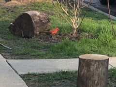 Cardinalis cardinalis