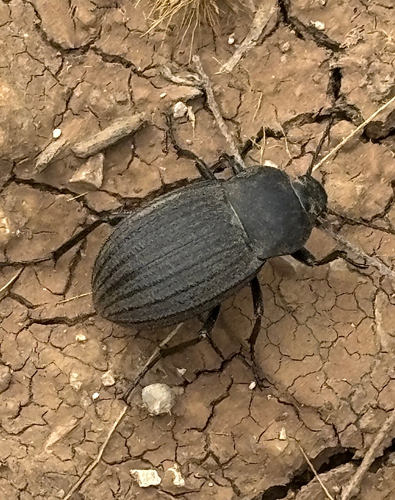 Three-ribbed Darkling Beetle