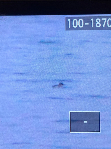 Black Guillemot