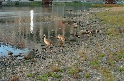 Egyptian Goose