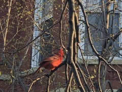 Cardinalis cardinalis