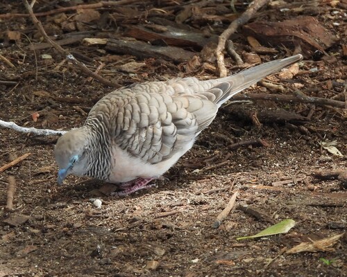 Peaceful Dove