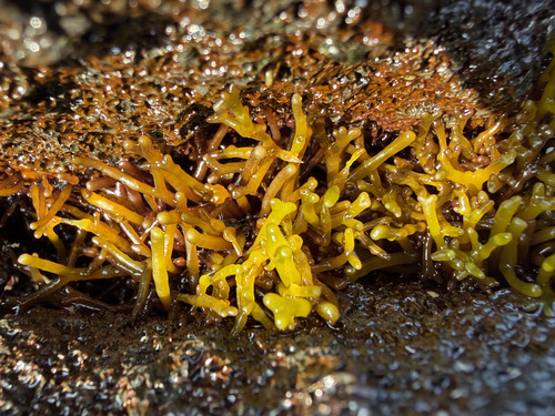 Ahnfeltiopsis observed 2026-09-21