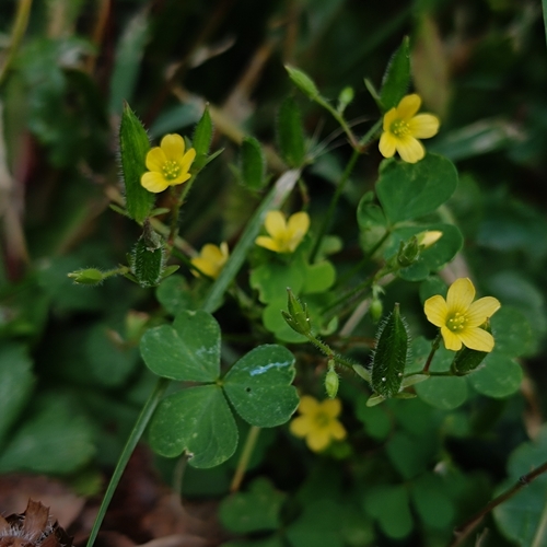 upright yellow woodsorrel