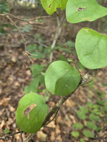 Carolina snailseed