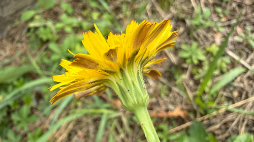 Common Cat's-ear