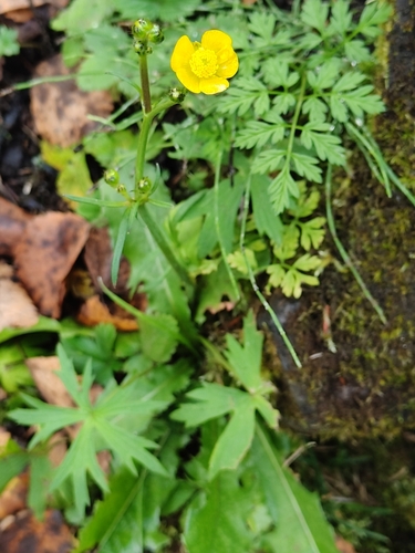 Ranunculus acris, photograph 4