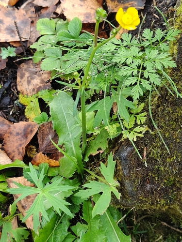 Ranunculus acris, photograph 5