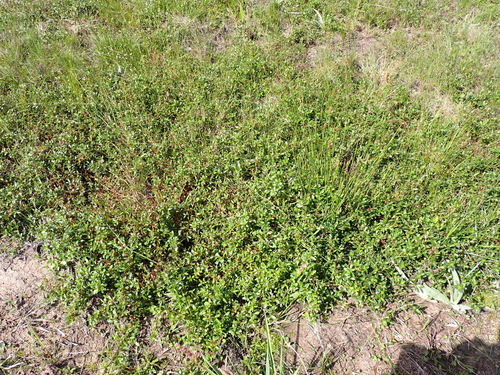 Cliffortia ferruginea, photograph 3