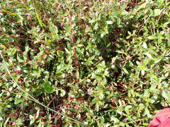 Cliffortia ferruginea, photograph (c) Nicola van Berkel, some rights reserved (CC BY-SA)