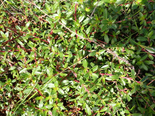 Cliffortia ferruginea, photograph 1