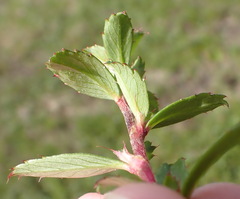 Cliffortia ferruginea