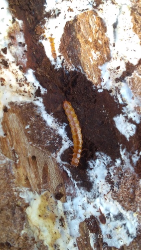 Cucujus cinnaberinus