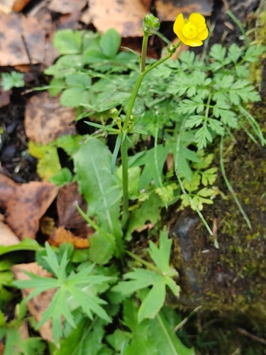 Ranunculus acris, photograph 6