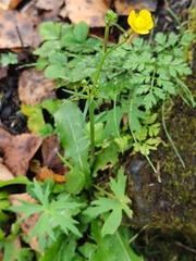 Ranunculus acris, photograph (c) Полина Полежанкина, some rights reserved (CC BY)