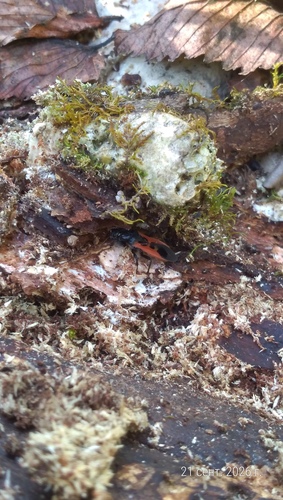 Peirates hybridus
