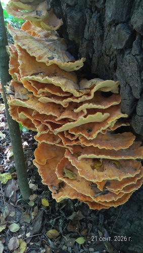 chicken of the woods