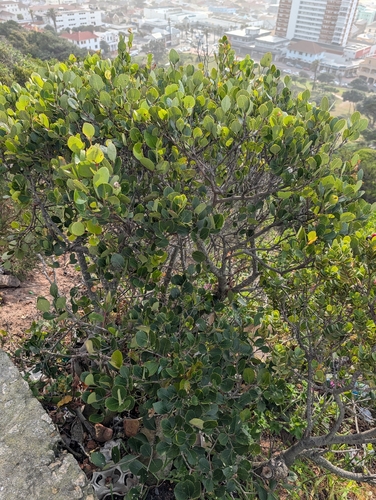 Cassine peragua